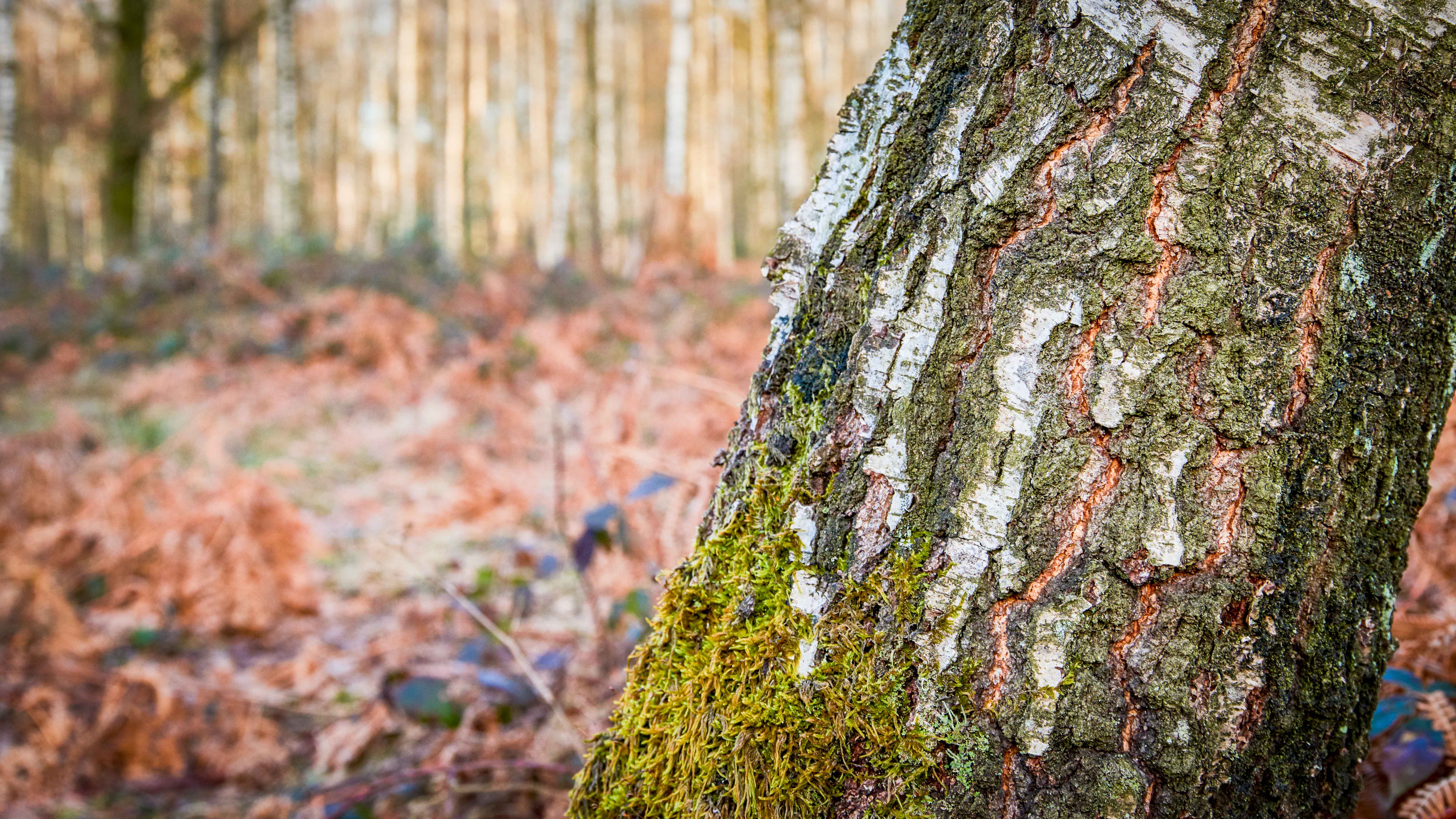 bouleau arbre