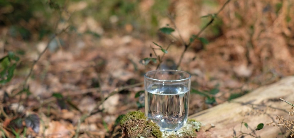 Sève de bouleau fraîche et lactofermentée - Récolte ancestrale 