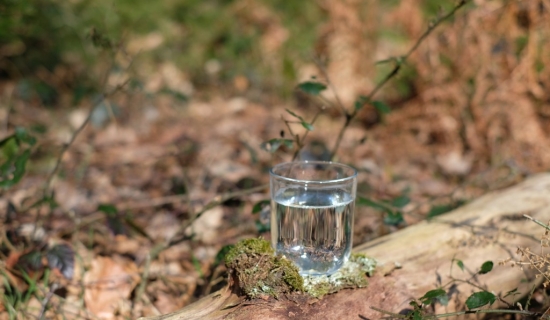 Sève de bouleau fraîche et lactofermentée - Récolte ancestrale 