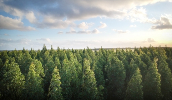 Envie ou besoin de vous ressourcer ? Découvrez les plus belles forêts belges